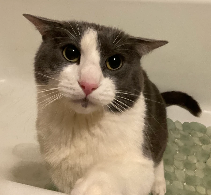 a picture of a dry cat inside a bathtub.