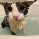soggy.cat